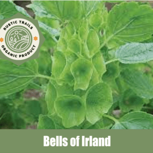 Bells of Ireland, Moluccella laevis